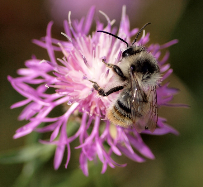 Bombus